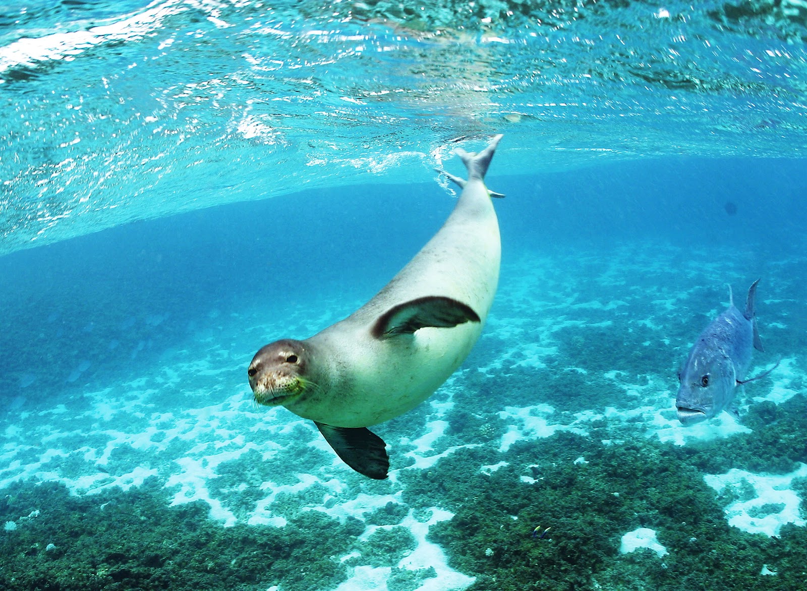 Скиатос.Марина Парк.Фото - www.panteon.ru