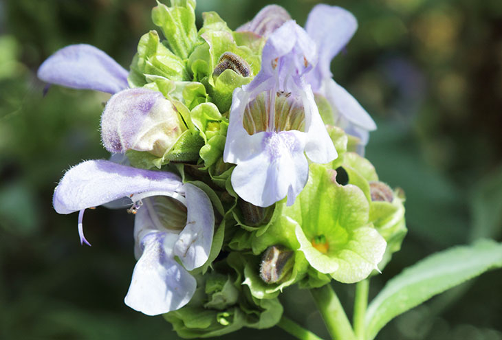 Шалфей яблочный, Salvia pomifera