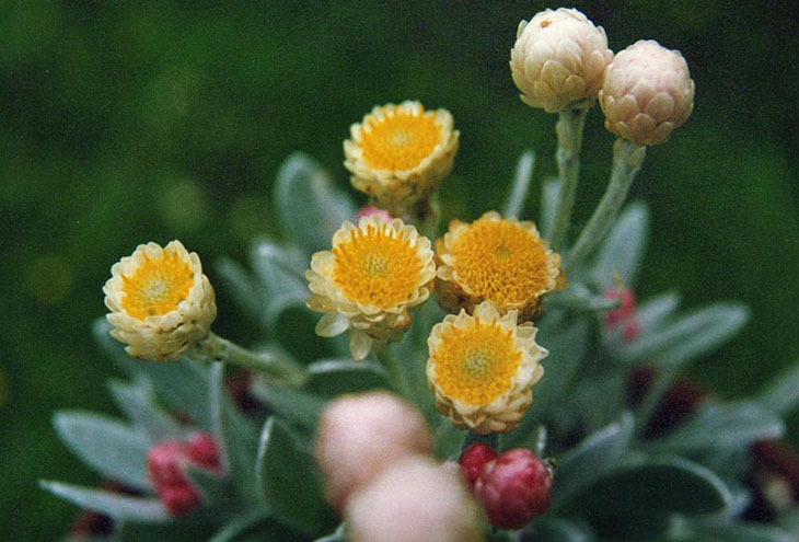 Helichrysum sibthorpii